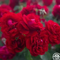 Heirloom Roses Braveheart™ Best