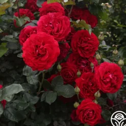 Heirloom Roses Braveheart™ Best