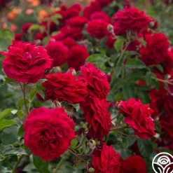Heirloom Roses Braveheart™ Best