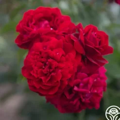 Heirloom Roses Braveheart™ Best