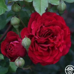 Heirloom Roses Braveheart™ Best