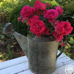 Heirloom Roses Braveheart™ Best