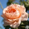 Heirloom Roses Breath Of Life™ Sale