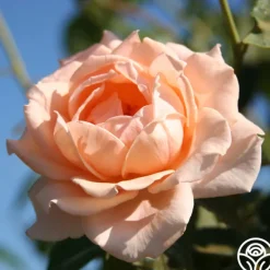 Heirloom Roses Breath Of Life™ Sale