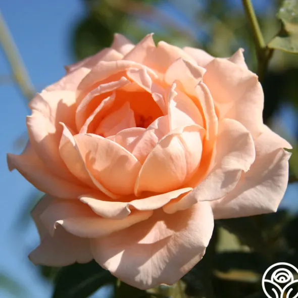 Heirloom Roses Breath Of Life™ Sale