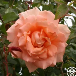 Heirloom Roses Breath Of Life™ Sale