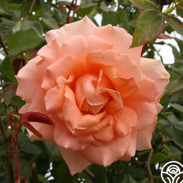 Heirloom Roses Breath Of Life™ Sale
