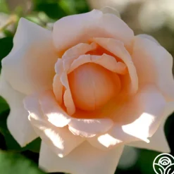 Heirloom Roses Breath Of Life™ Sale