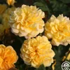 Heirloom Roses Brenda Burg™ Clearance