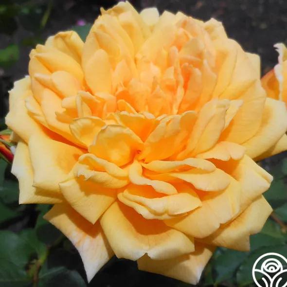 Heirloom Roses Brenda Burg™ Clearance