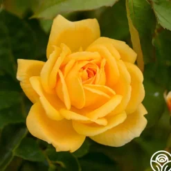 Heirloom Roses Brenda Burg™ Clearance