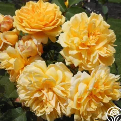 Heirloom Roses Brenda Burg™ Clearance