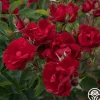 Heirloom Roses Brick House™ Outlet