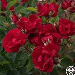 Heirloom Roses Brick House™ Outlet