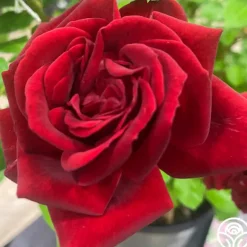 Heirloom Roses Brick House™ Outlet