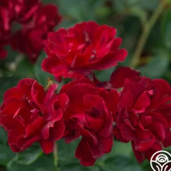 Heirloom Roses Brick House™ Outlet