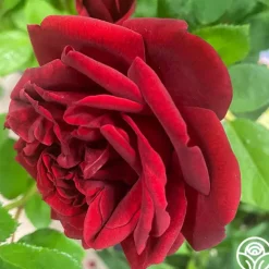 Heirloom Roses Brick House™ Outlet