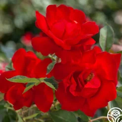 Heirloom Roses Brick House™ Outlet