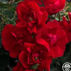 Heirloom Roses Brick House™ Outlet