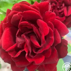 Heirloom Roses Brick House™ Outlet