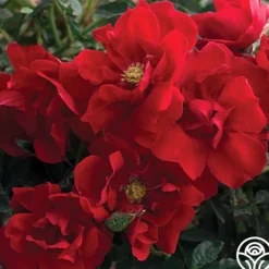 Heirloom Roses Brick House™ Outlet