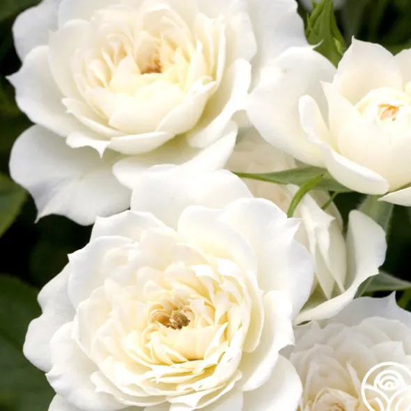 Heirloom Roses Bridal Sunblaze® Best