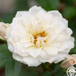 Heirloom Roses Bridal Sunblaze® Best