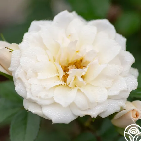 Heirloom Roses Bridal Sunblaze® Best