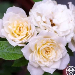 Heirloom Roses Bridal Sunblaze® Best