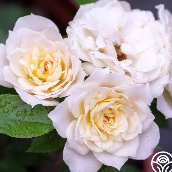 Heirloom Roses Bridal Sunblaze® Best