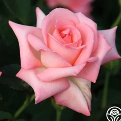 Heirloom Roses Bride Best