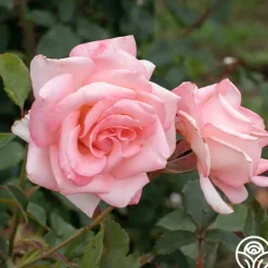 Heirloom Roses Bride Best