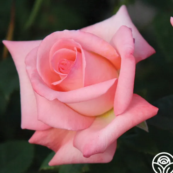 Heirloom Roses Bride Best