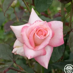 Heirloom Roses Bride Best