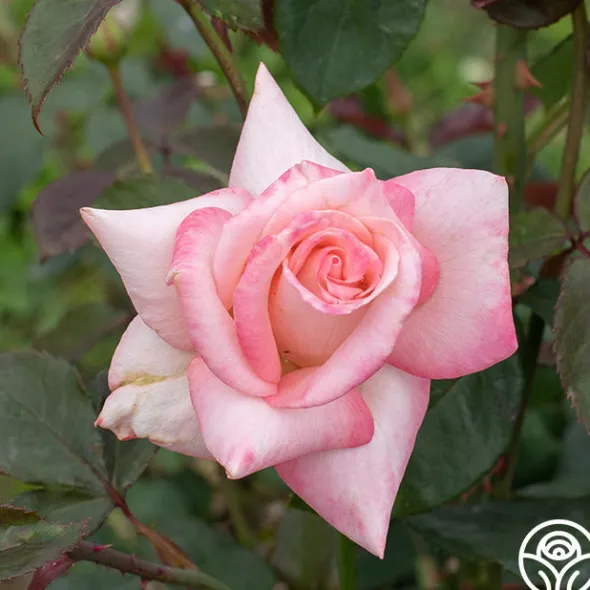Heirloom Roses Bride Best