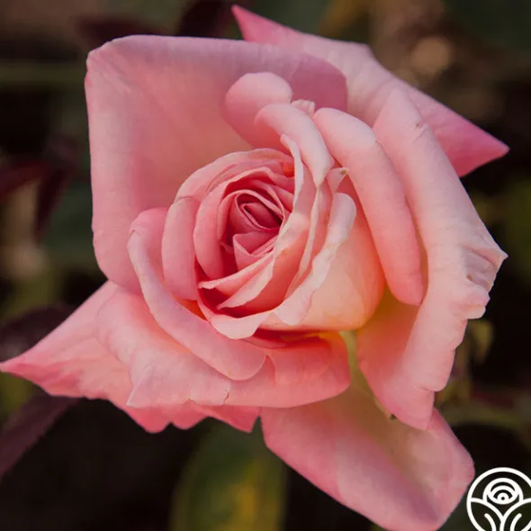 Heirloom Roses Bride Best