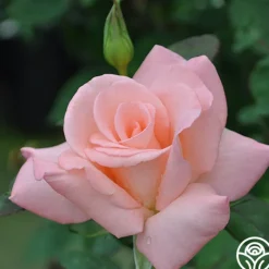 Heirloom Roses Bride Best