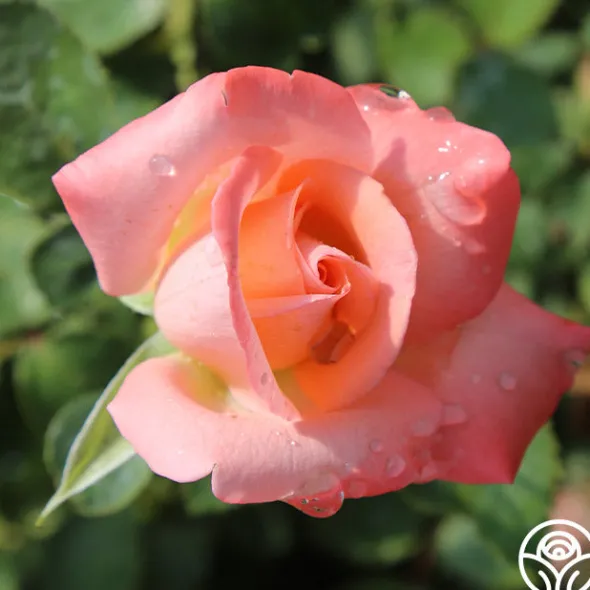 Heirloom Roses Bride Best