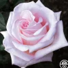 Heirloom Roses Bride's Dream