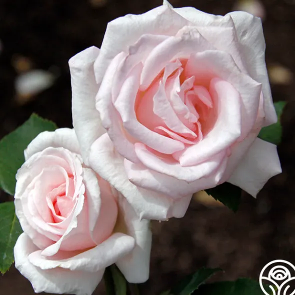 Heirloom Roses Bride's Dream
