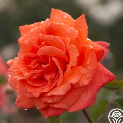 Heirloom Roses Bright Fire Sale