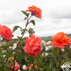 Heirloom Roses Bright Fire Sale