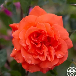 Heirloom Roses Bright Fire Sale