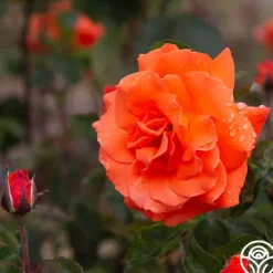Heirloom Roses Bright Fire Sale