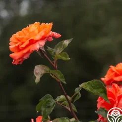 Heirloom Roses Bright Fire Sale