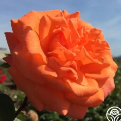 Heirloom Roses Bright Fire Sale
