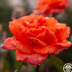 Heirloom Roses Bright Fire Sale