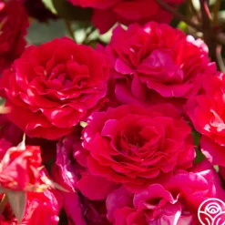 Heirloom Roses Bright Melody Clearance
