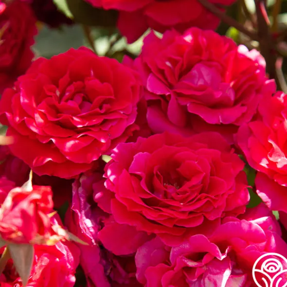 Heirloom Roses Bright Melody Clearance