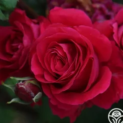 Heirloom Roses Bright Melody Clearance